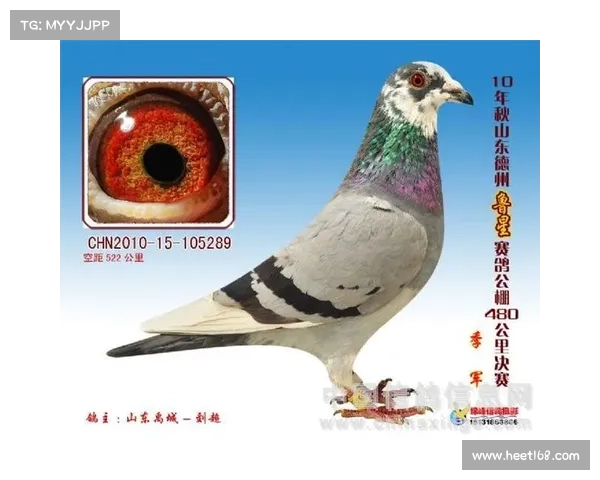 赛事直播网;上海市信鸽赛事直播网